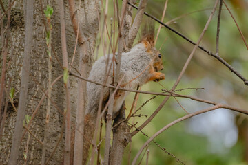 squirrel sitting on a tree eating a nut