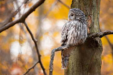 great owl © Ryszard Warchoł