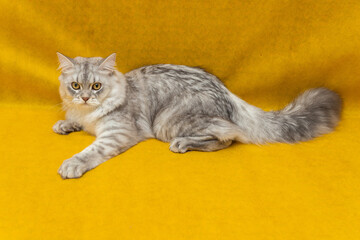 A very beautiful grey Scottish kitten with brown eyes. It lies on a yellow background and looks at...