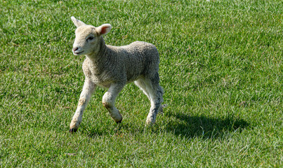 Obraz premium Agneau seul