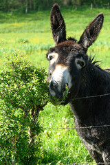 Fototapeta premium Ane tondant la haie