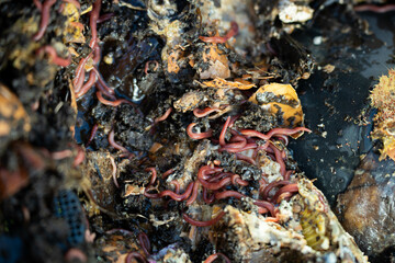 worms in compost pile. making a thermophilic compost with soil biology for fertilizer on a farm in a mesh ring in australia