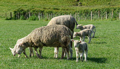 Obraz premium Brebis et agneaux