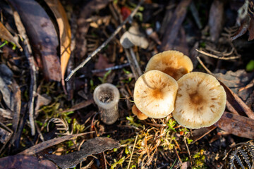 university student conducting research on forest health. farmer collecting soil samples in a test tube in a field. Agronomist checking soil carbon and plant health on a farm in australia