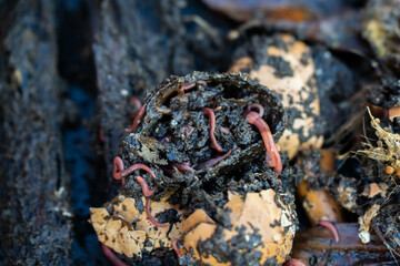 worms in compost pile. making a thermophilic compost with soil biology for fertilizer on a farm in a mesh ring in australia