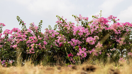 Obraz premium Close-up view of rows of beautiful pink and red bougainvillea flowers.