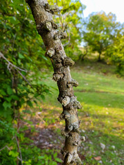 vines in mountain forests