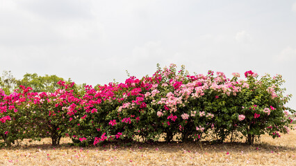 Close-up view of rows of beautiful pink and red bougainvillea flowers.