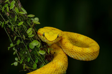 Eyelash Palm-Pitviper (Bothriechis schlegelii ) - stock photo