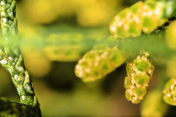 Young lump cones of blossoms Cupressus arizonica, Allergens Plants. Ultra macro