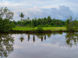 natural view of the lake with a background of rice fields at the foot of the mountain
