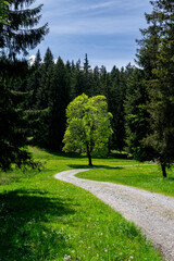 path in the clearing of a fir forest with focus on a green maple tree