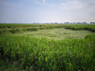 View of rice plants that have collapsed due to bad weather,location in Sukoharjo,Indonesia.