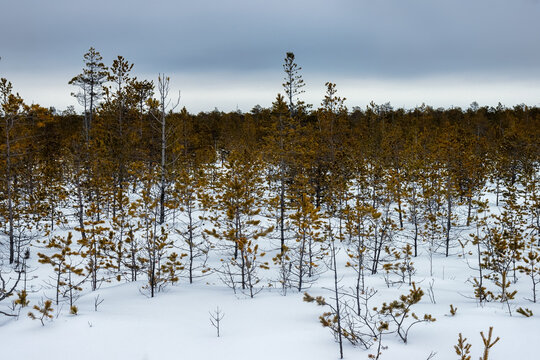 Nearby, the Samotlor oil field is the largest oil field in Russia and the 7th largest in the world.