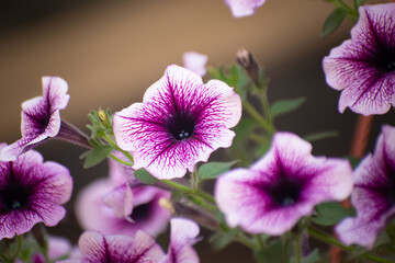 Bordeaux is a fast growing petunia cultivar that produces pale purple flowers with a dark center...