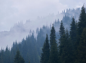 Beautiful natural gradient of misty and ghostly fir trees in the forest on the mountain slopes,...