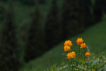 Beautiful orange flower of Asian double buttercup, flower or Trollius asiaticus or troll flower in a spring meadow near a forest in the spring mountains.