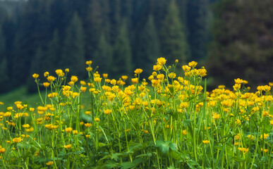 Obraz premium a large clearing of beautiful wild yellow Buttercup flowers, near a spruce forest in the spring mountains.