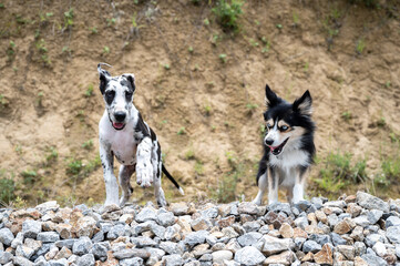 schwarz wei&szlig;e Welpen laufen auf steinigem Untergrund