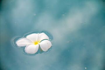 A Plumeria flower floats on the water in a pond. White tropical frangipani flower. Tropical landscape of beautiful plants and flowers. The concept of calm and tranquility.