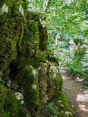 moss on rock in the forest. trail path on the right side