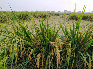 View of rice plants that have collapsed due to bad weather,location in Sukoharjo,Indonesia.