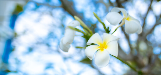 Plumeria flower on a tree. White tropical frangipani flower. Tropical landscape of beautiful plants...