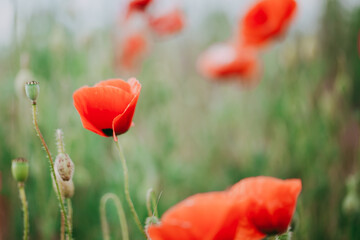Blooming red poppies close-up in spring in the month of May during sunset.