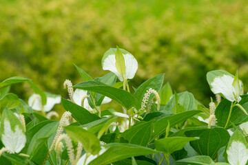 白いハンゲショウ