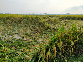 View of rice plants that have collapsed due to bad weather,location in Sukoharjo,Indonesia.