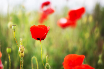 Naklejka premium Blooming red poppies close-up in spring in the month of May during sunset.
