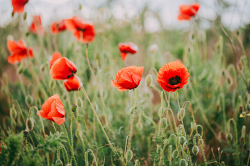 Blooming red poppies close-up in spring in the month of May during sunset.