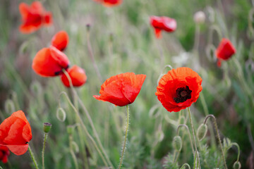 Blooming red poppies close-up in spring in the month of May during sunset.