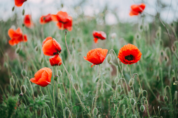 Blooming red poppies close-up in spring in the month of May during sunset.