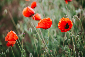 Obraz premium Blooming red poppies close-up in spring in the month of May during sunset.