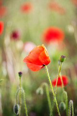 Blooming red poppies close-up in spring in the month of May during sunset.