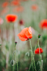 Fototapeta premium Blooming red poppies close-up in spring in the month of May during sunset.
