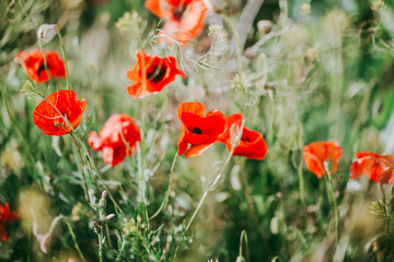 Fototapeta premium Blooming red poppies close-up in spring in the month of May during sunset.
