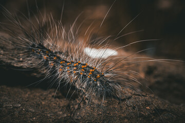 A close-up of a hairy caterpillar with orange spots on a textured surface