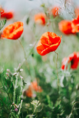 Blooming red poppies close-up in spring in the month of May during sunset.