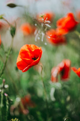 Blooming poppies close-up in spring in the month of May