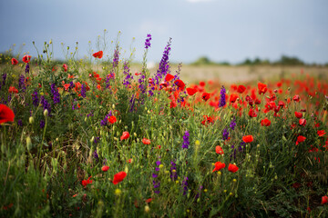 Poppy field and delphiniums at sunset. Spring, May.