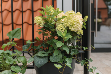A beautiful floral arrangement in a planter on the balcony of a modern home with a tiled roof.