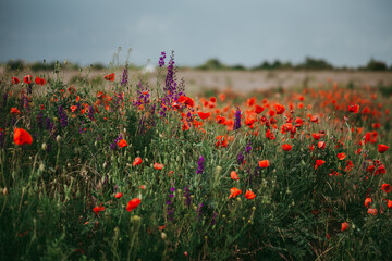 Poppy field and delphiniums at sunset. Spring, May.