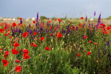 Poppy field and delphiniums at sunset. Spring, May.