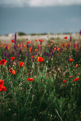 Poppy field and delphiniums at sunset. Spring, May.