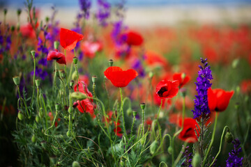 Poppy field and delphiniums at sunset. Spring, May.