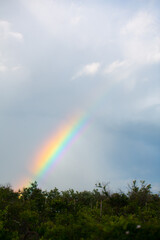 Rainbow on a background of blue sky and green trees