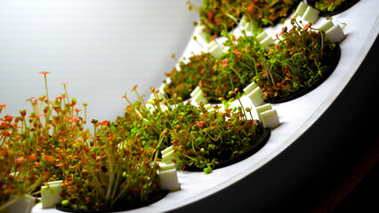 Microgreens garden cress seedling. Media. Close up of growing green edible plants in a spinning...