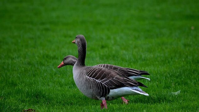 goose on the grass